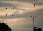 Twilight Flight Jenny.jpg : swifts, topazedit